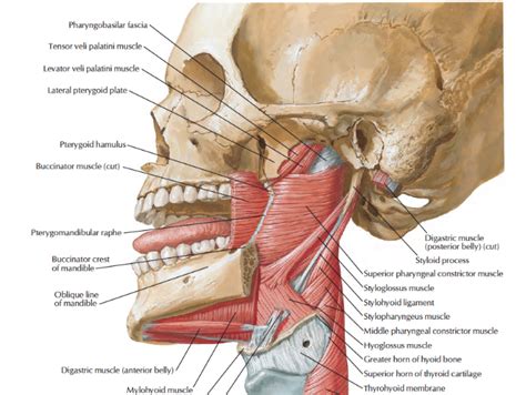 Head and Neck Anatomy: Styloid Apparatus