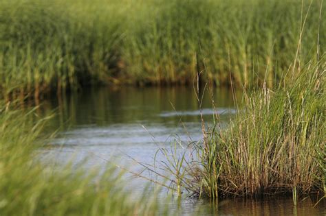 Texas Point National Wildlife Refuge – DearTexas,