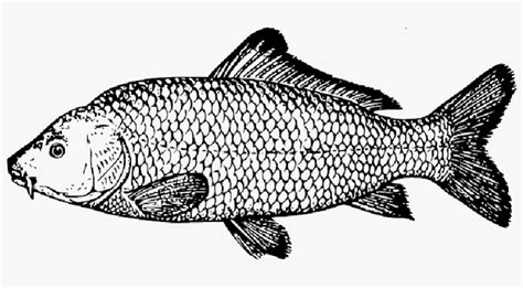 Drawing, Fish, Scales, Species, Carp, Fins, Scale - Carp Drawing PNG ...