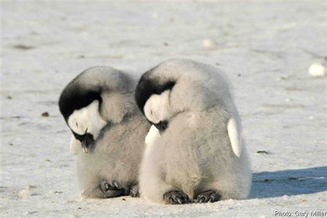 sleepy penguin Penguin Pictures, Animal Pictures, Cute Pictures, Penguin Bird, Penguin Love ...