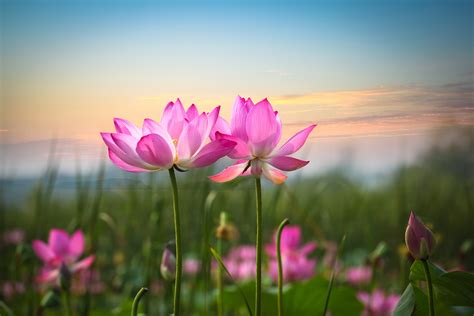 Lotus Flower Hd Wallpapers Images | Best Flower Site