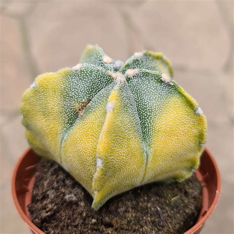 Astrophytum myriostigma variegata