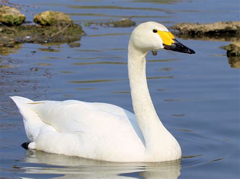 IDENTIFY BEWICK'S SWAN - WWT SLIMBRIDGE