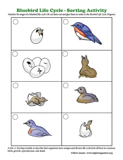 Life Cycle Of A Bird Worksheet