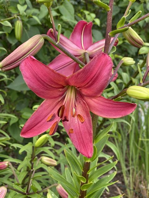 Lily (Lilium 'Pink Flight') in the Lilies Database - Garden.org