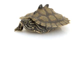 Black Knobbed Map Turtle for Sale - Upriva Reptiles