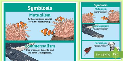 Symbiosis Display Poster (teacher made)