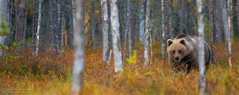 Bear Watching in Finland – Kuusamo | Ansermoz-Photography