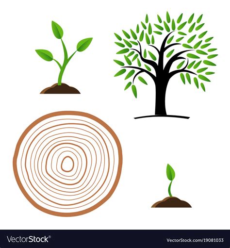 Set stages of tree growth from the germ to the Vector Image