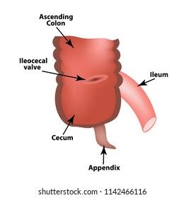 Ileocecal Valve Photos and Images & Pictures | Shutterstock