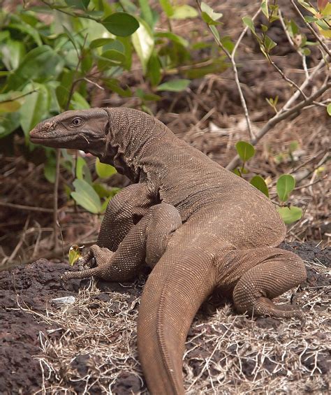 Monitor Lizard India : Photograph indian monitor lizard by caesar sengupta on 500px these ...