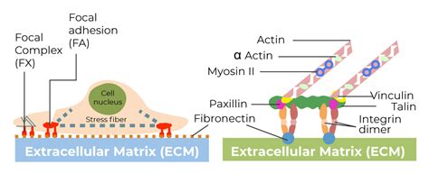 Structure and Function of Focal Adhesion