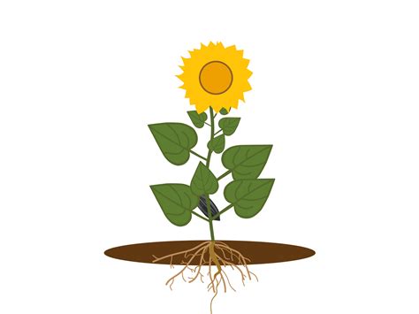 Animation of The Life Cycle of a Sunflower by Marharyta Shtyfura on Dribbble