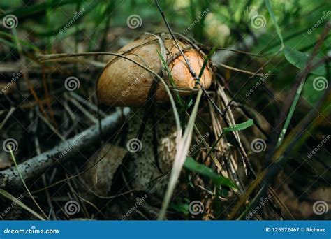 Edible Mushrooms in the Forest Stock Image - Image of beautiful, mushroom: 125572467