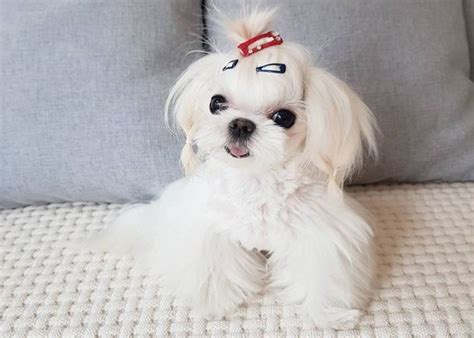 Teacup Maltese Dog Breed - Facts, Personality Traits, Health Issues