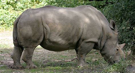 White Rhinoceros | Animal Wildlife