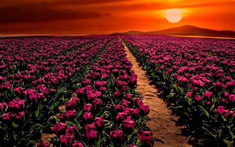 Purple Tulips Wallpapers - Wallpaper Cave