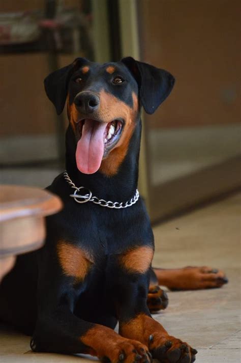 Chuma Covarrubias FROM CHILE #Dobermanpinscher #Doberman | Perros ...