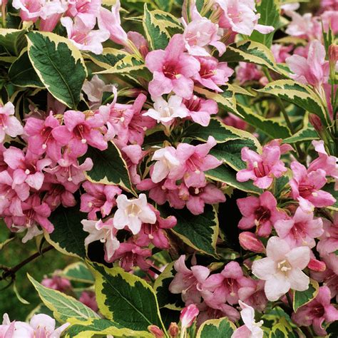 Weigela - Florida Variegata | GardenersDream