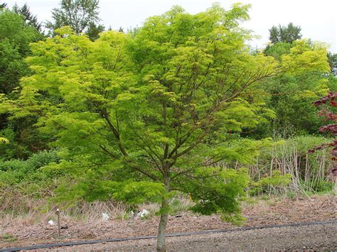 Photo #57158 | Acer palmatum 'Seiryu' | plant lust