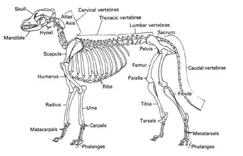 Canine Skeleton Diagram