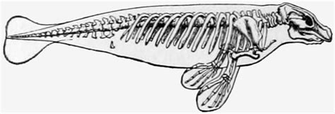 Macroevolution - Definition, Examples and Quiz | Biology Dictionary