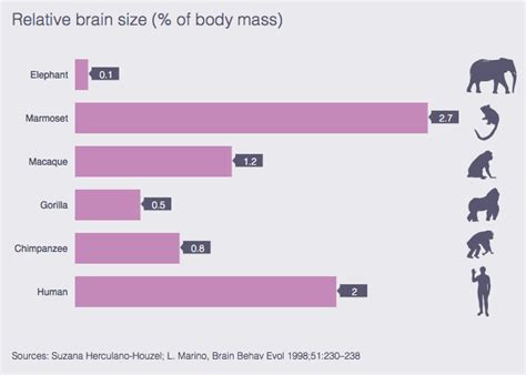 Animal cognition - Wikipedia