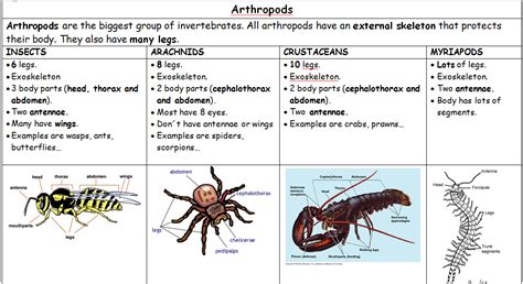 an animal and insect life cycle worksheet with pictures on the bottom ...