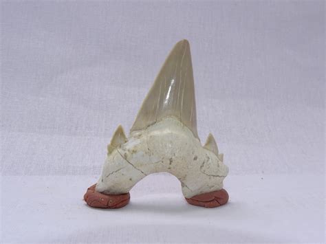 Otodus Obliquus Tooth 2.62 " Fossil Shark teeth - fossil natural