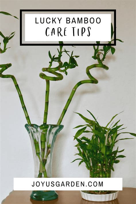 Lucky Bamboo Care Tips: A Houseplant That Grows In Water