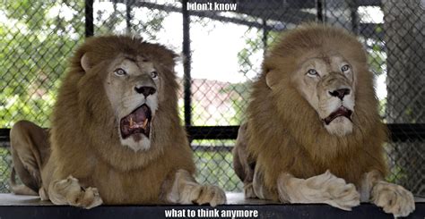 shocked and confused lion - quickmeme