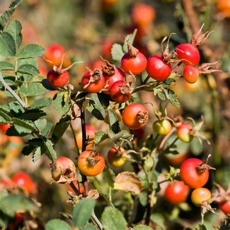 Rose hips & chokecherries | Edible wild plants, Edible plants, Wild plants