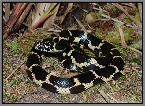 Kingsnakes of Florida | Florida Backyard Snakes