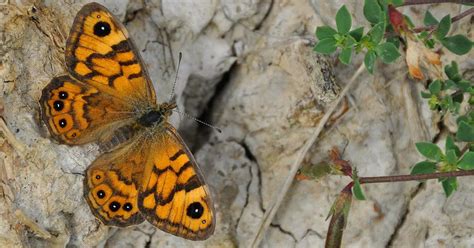 Butterfly species facing extinction in Northern Ireland - TrendRadars