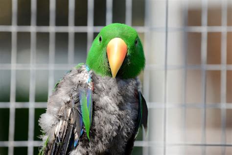 How To Stop A Feather Plucking Habit By Improving Bird Wellness