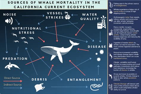 Interacting sources of mortality in California Current Ecosystem ...