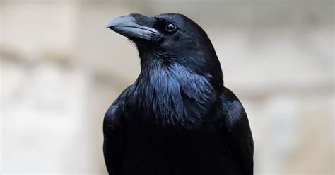 Common Raven Bird Facts | Corvus corax | AZ Animals