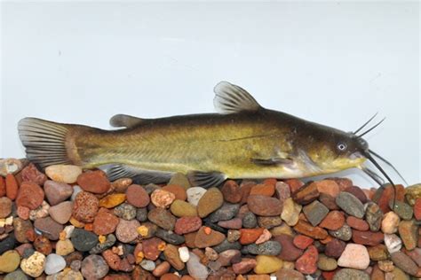 Black Bullhead- Ohio Fish Guide