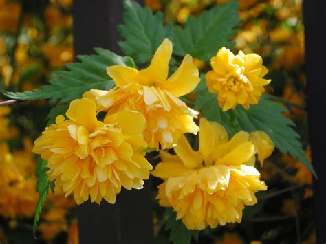 Yellow Shrub Identification