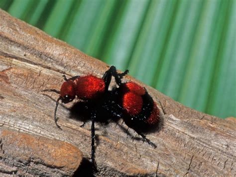 Red Velvet Ant Facts, Sting, Size, Habitat, Lifespan, Pictures