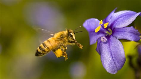 African Honey Bee HD desktop wallpaper : Widescreen : High Definition : Fullscreen