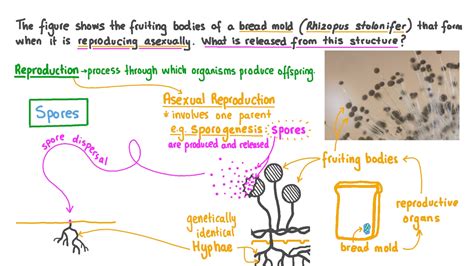 Rhizopus Bread Mold