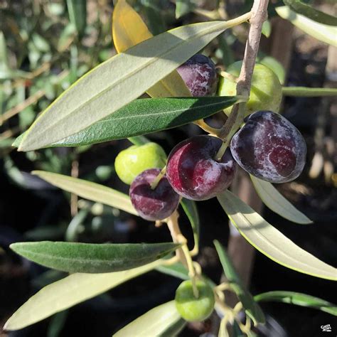 Olive 'Arbequina' — Green Acres Nursery & Supply