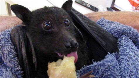 Humphrey the bat eats a banana - YouTube