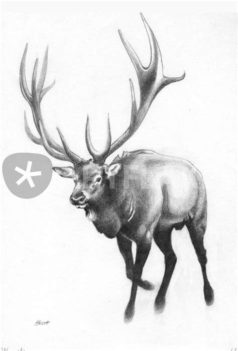 Bull Elk Drawing