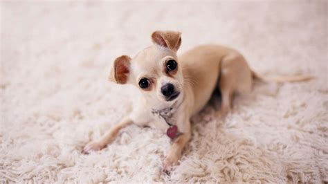 Top 5 Small Dog Breeds that are Most Popular - Avenue Dogs