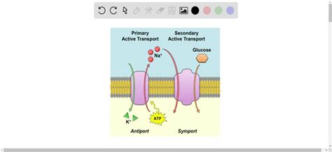 Primary Active Transport Diagram