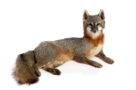 Taxidermy Rental - Grey Fox Collection