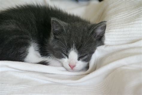 Free photo: Sleeping kitten - Animal, Cat, Feline - Free Download - Jooinn