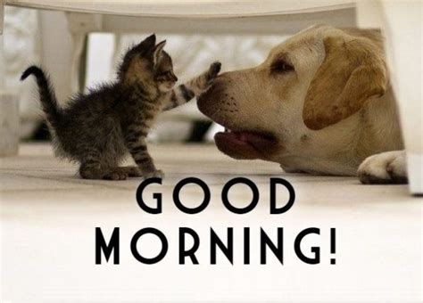 Funny Good Morning Pictures - Good Morning Images, Quotes, Wishes, Messages, greetings & eCards